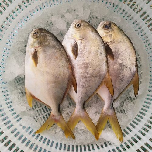 鲳鱼青岛平鱼包邮海鱼水产海鲜冷冻新鲜昌鱼鲳鱼