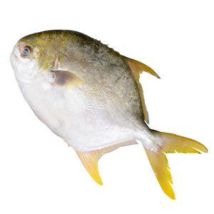 鲳鱼金鲳鱼新鲜冷冻包邮鲜活海鲜鱼大平鱼鲳鳊鱼冰冻水产大金鲳鱼